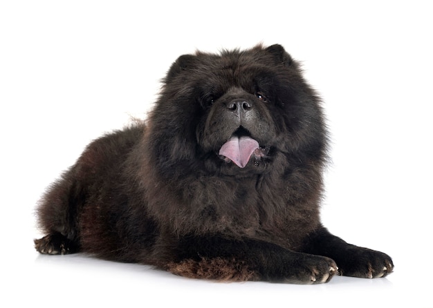 Czarna chow chow