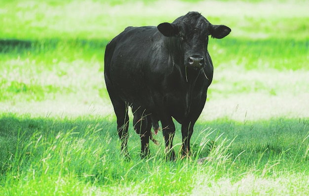 Zdjęcie czarna hodowla krów na ranczo angus i byk rasy hereford w hiszpanii na zielonym polu