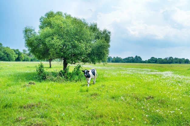 Czarna krowa na zielonym polu z wielkim drzewem. Wiejski krajobraz