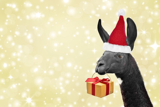 Czarna lama ze świątecznym prezentem w zębach oraz w czerwonej czapce Mikołaja na brokatowym tle.