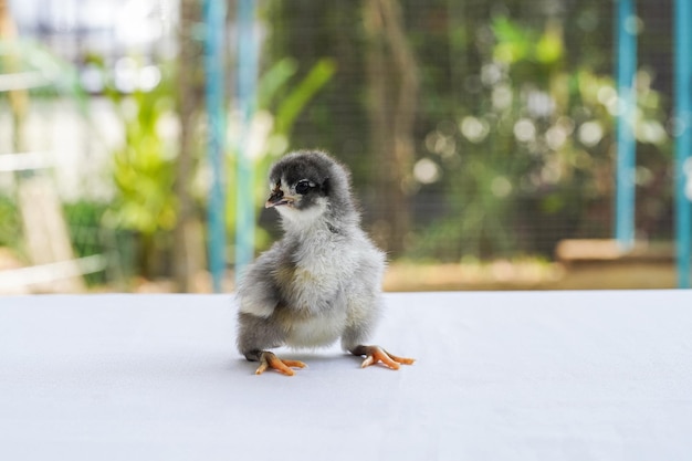 Czarna Laska Australorp Siedzi Na Białym Obrusie, Przykrywa Stół Bokeh I Rozmywa Ogród Na Polu Na świeżym Powietrzu