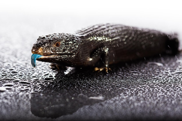 Czarna, niebieskojęzyczna jaszczurka w mokrym, ciemnym, błyszczącym środowisku studyjnym