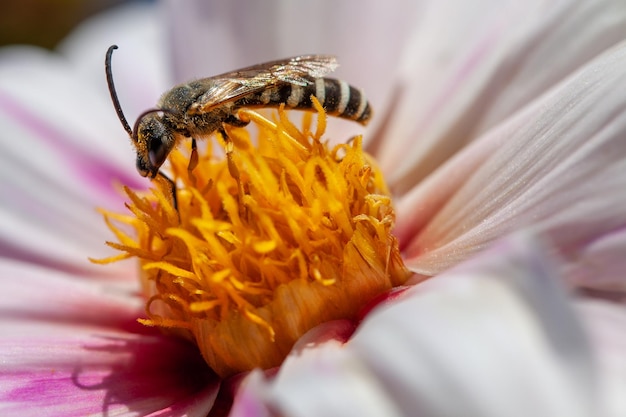 czarna osa na kwiatku Bioróżnorodność i ochrona gatunkowa