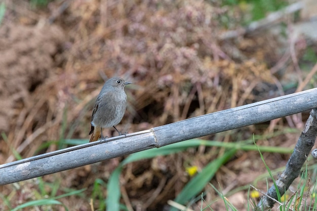 Czarna pleszka samica Phoenicurus ochruros Malaga Hiszpania