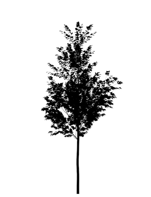 Czarna sylwetka ikony drzewa liściastego na białym tle