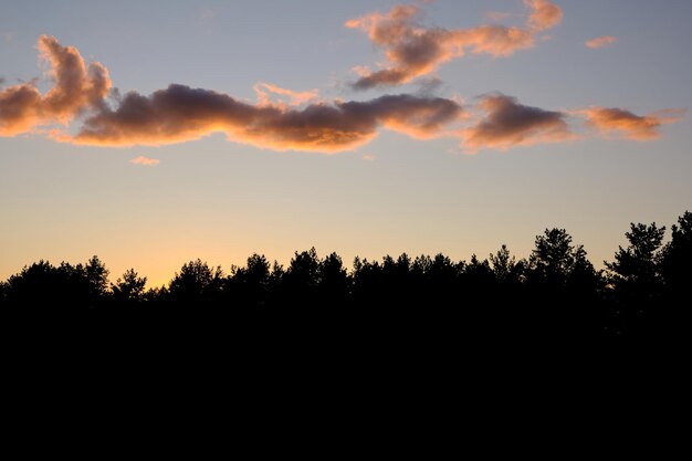 Czarna sylwetka lasu sosnowego na tle przelatujących chmur o zachodzie słońca.