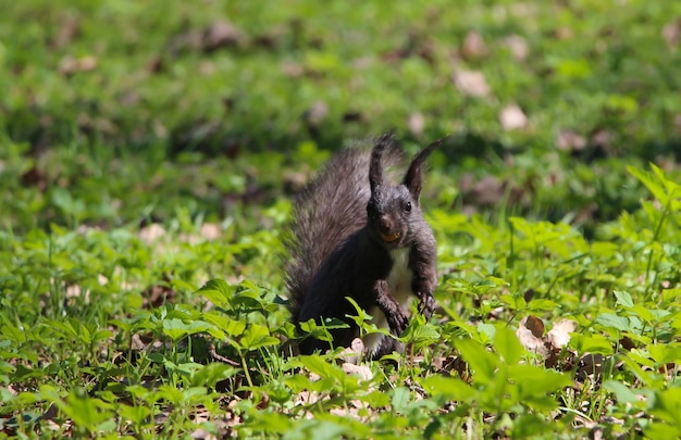 czarna wiewiórka w dynamice biega po trawie