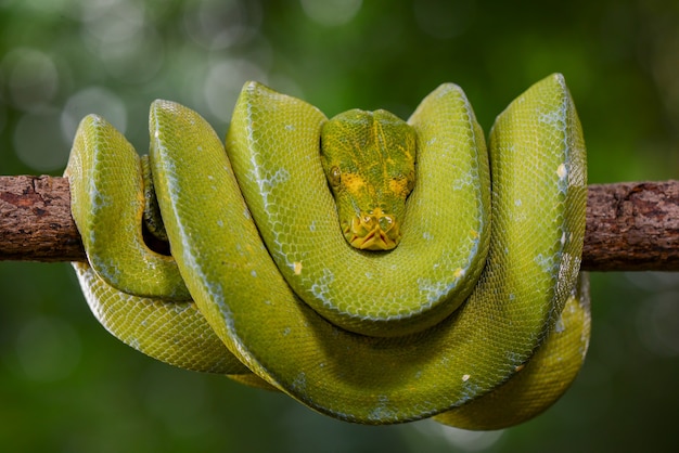 Czarna żmija Trimeresurus purpureomaculatus Namorzynowa jama Żmija Jadowity wąż