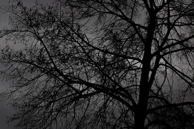 Czarne gałęzie drzewa na ciemnym tle nieba