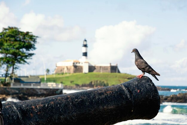 Czarne Gołębie Na Szczycie Armaty W Porcie Barra Salvador Bahia Brazylia