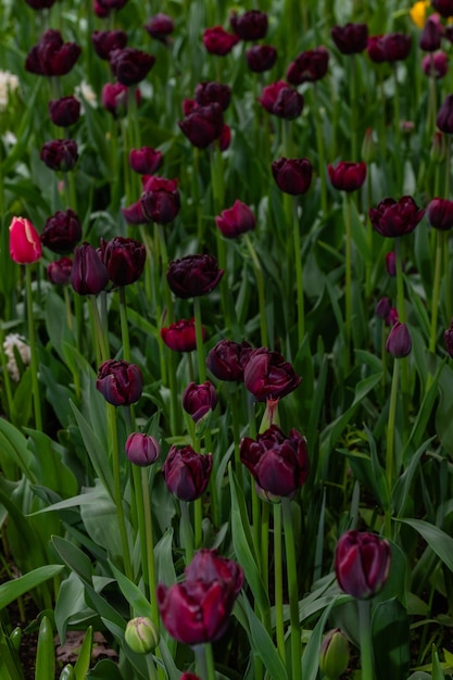 Czarne holenderskie tulipany Kwietnik z elitarnymi odmianami tulipanów na festiwalu tulipanów w Sankt Petersburgu