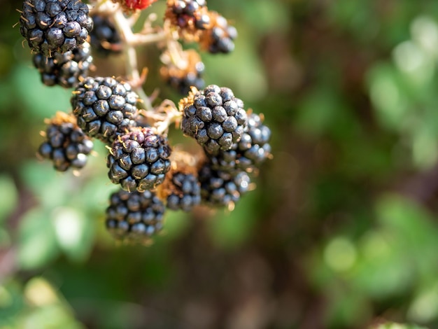 Czarne jagody Rubus ulmifolius na gałązce na naturalnym podłożu