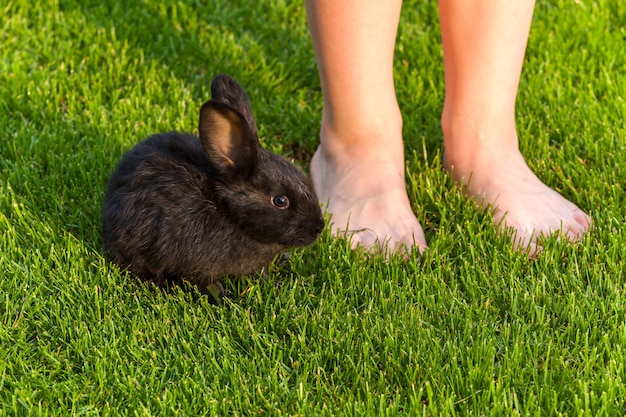Czarne króliki małe czarne słodkie króliki siedzą razem na zielonej trawie z bliska Królik