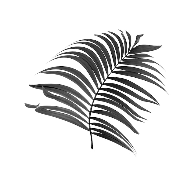 Zdjęcie czarne liście palmy na białym tle