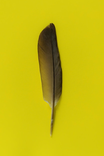 Czarne pióra na żółtym tle