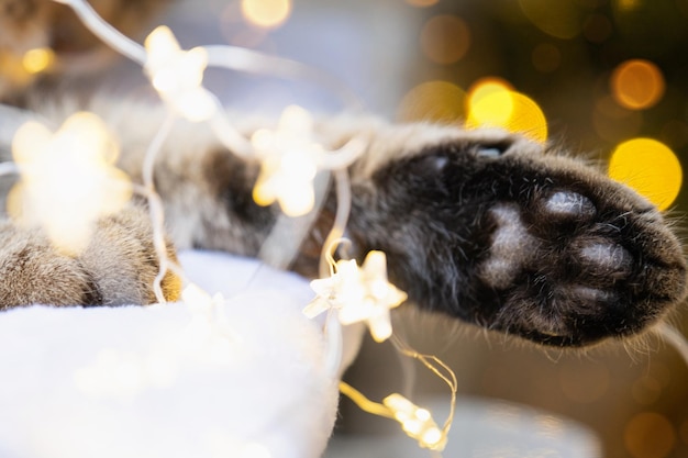 Czarne poduszki miękkiej łapy kota zbliżenie w girlandzie z bajek Boże Narodzenie Nowy Rok świąteczny nastrój i domowa przytulna atmosfera i wygoda Rok kota i królika według kalendarza wschodniego