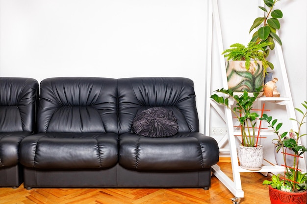 Zdjęcie czarne skórzane miękkie krzesła w pobliżu półki z wewnętrznymi doniczkami na białą ścianę