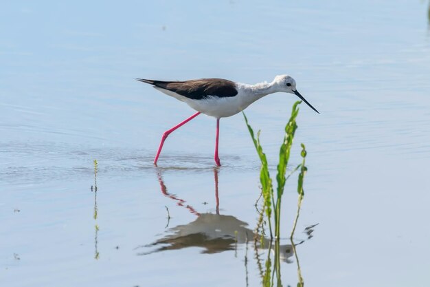 Czarne skrzydlate szczudła w płytkiej wodzie (Himantopus himantopus)