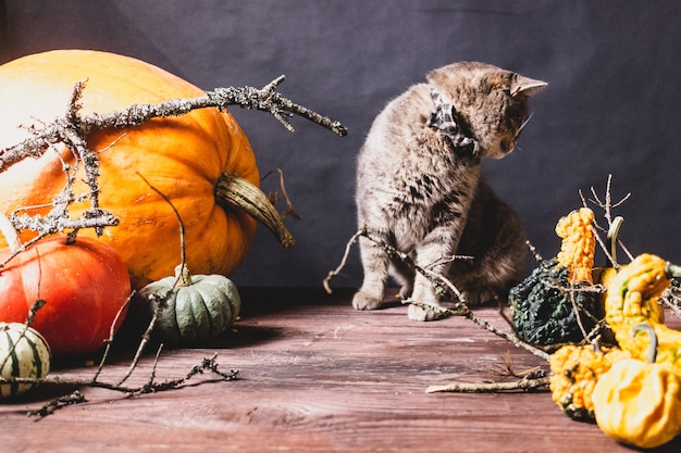 czarne tło z dyniami Halloween