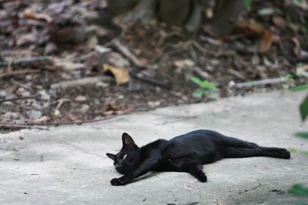 Czarnego kota portret na ulicie