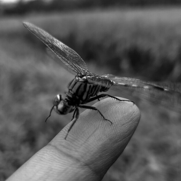 Czarno-biała bliska strzał makro tropikalnej ważki ogrodowej na palcu