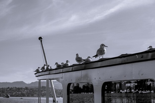 Czarno-biała grupa ptaków na łodzi w jeziorze w Zurychu