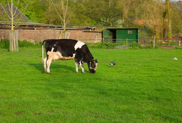 Czarno-biała Krowa Je Trawy Na Pastwisku