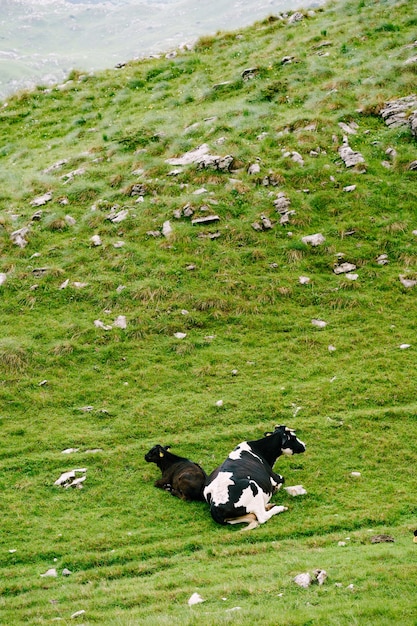 Czarno-biała krowa leży na trawie obok czarnego cielęcia na zielonej trawie