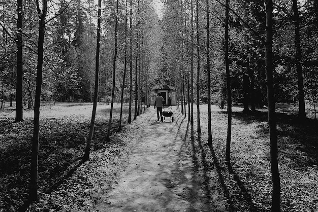 Zdjęcie czarno-białe drzewa alejowe człowiek
