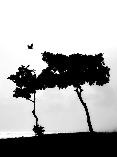 Zdjęcie czarno-białe drzewo