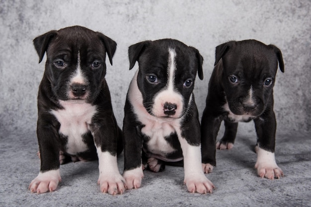 Zdjęcie czarno-białe psy rasy american staffordshire terrier lub szczenięta amstaff na szarym tle