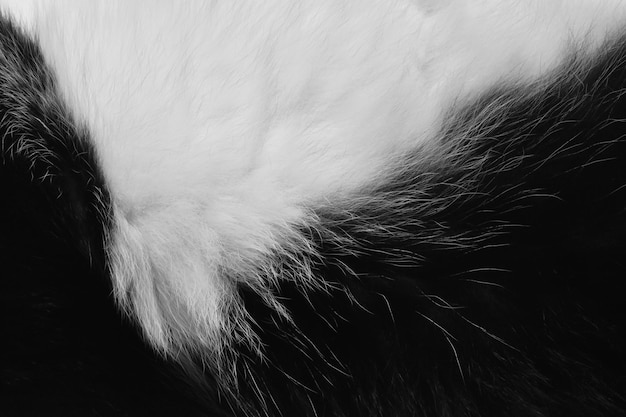 Czarno-białe tło tekstury futra kota
