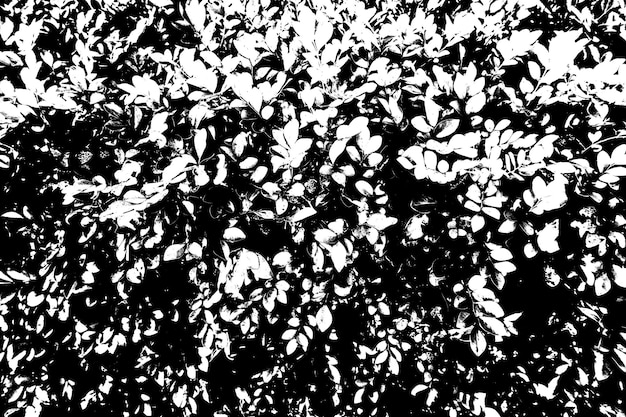 Czarno-białe tło