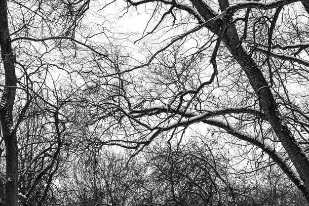Czarno-białe zdjęcie konceptualnego obrazu martwego drzewa zima natura