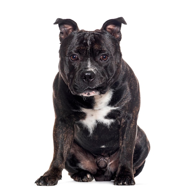 Czarno-biały Amstaff na białym tle
