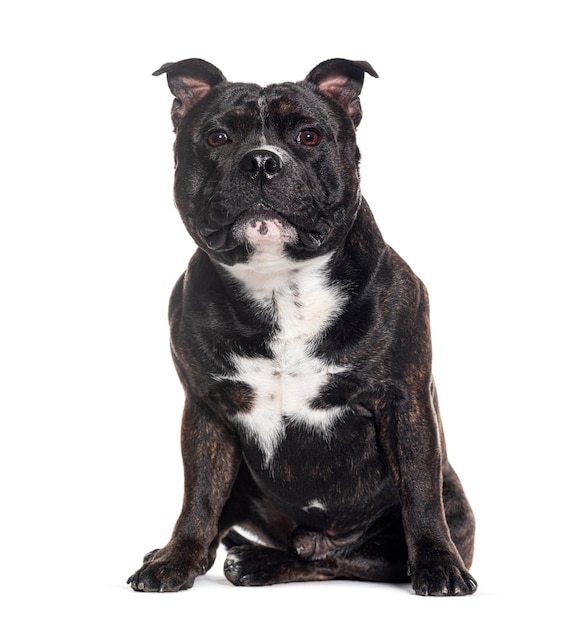 Czarno-biały Amstaff na białym tle