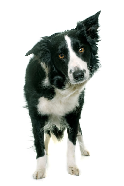 czarno-biały border collie