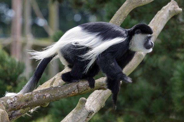 Czarno-biały Colobus (Colubus)