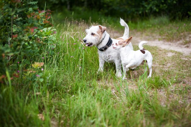 Czarno-biały husky syberyjski spacerujący po letnim polu