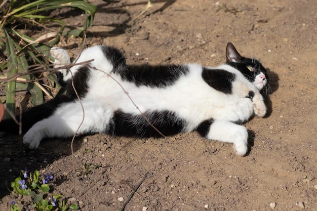 czarno-biały kot bawi się na ziemi latem kot domowy bawi się na ulicy