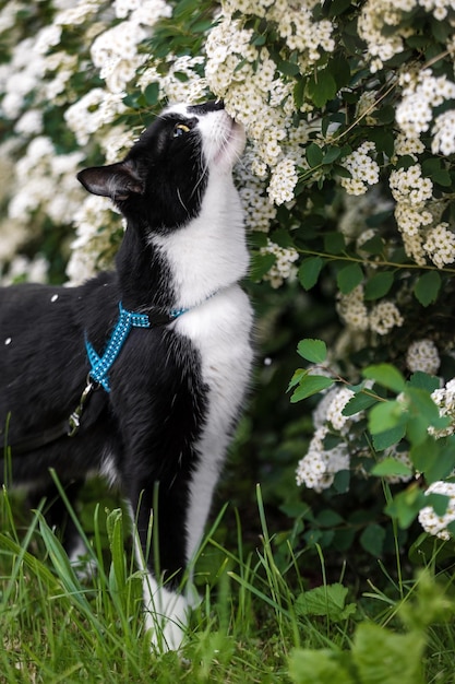 Czarno-biały kot wącha białe kwiaty na krzaku