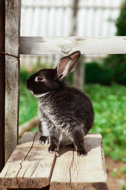 Czarno-biały królik siedzi ciekawie na drewnianych deskach na zewnątrz