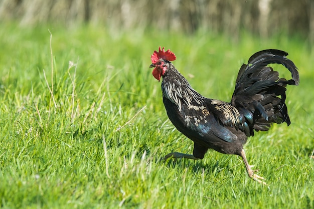 Czarno-biały Kurczak Kogut W Tle Zielonej Trawie
