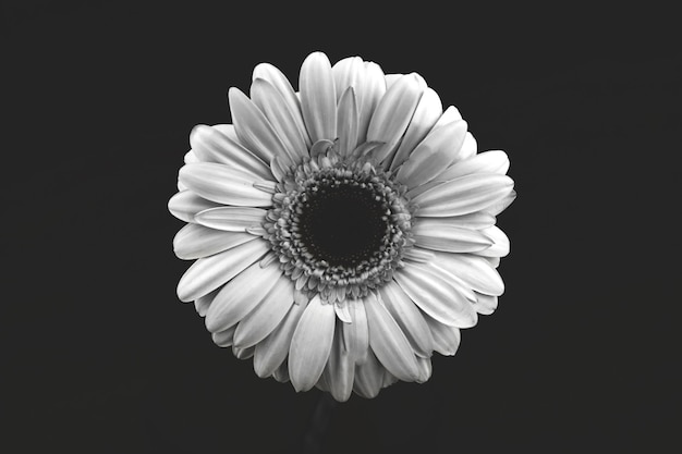 Czarno-biały kwiat na białym tle głowa tło, biały, gerbera makro zdjęcie i kreatywny compoisiotn, widok z góry, czarno-białe