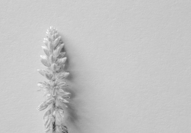 czarno-biały kwiat z teksturą papieru