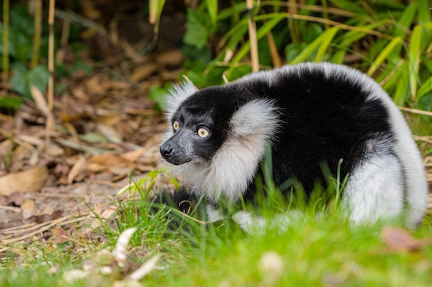 Czarno-biały lemur ogoniasty kryziasty chodzący po zielonej trawie w poszukiwaniu pożywienia