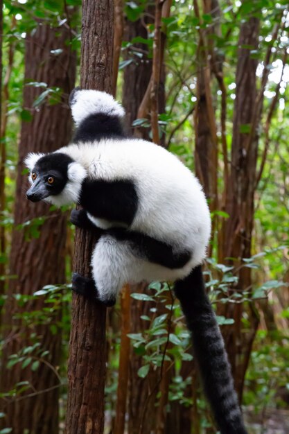 Czarno-biały Lemur Siedzi Na Gałęzi Drzewa