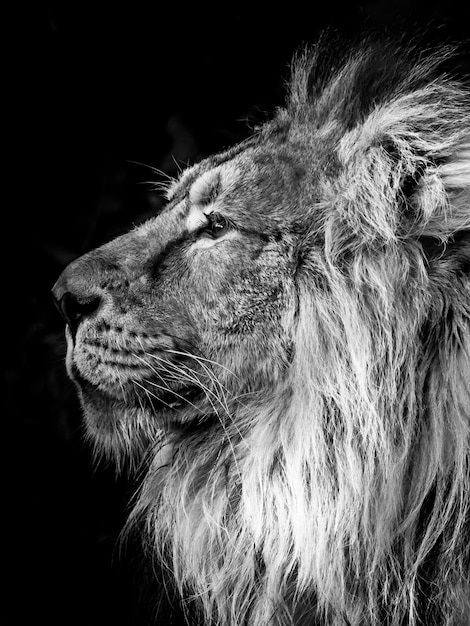 Zdjęcie czarno-biały monochromatyczny portret samca lwa z imponującą grzywą w bristol zoo w wielkiej brytanii