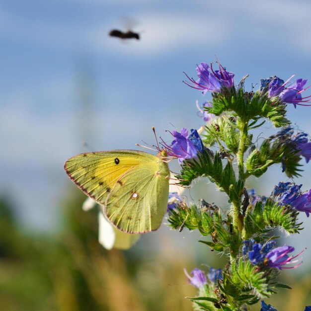 Czarno-biały motyl zbiera nektar z niebieskiego kwiatu i latającej pszczoły miodnej