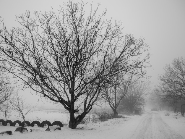 Czarno-biały Obraz Monochromatyczny